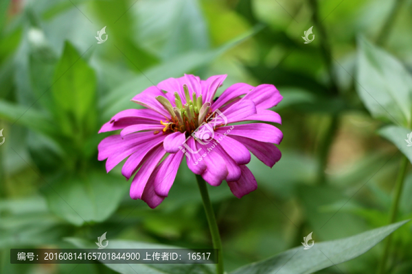 紫色菊瓣花