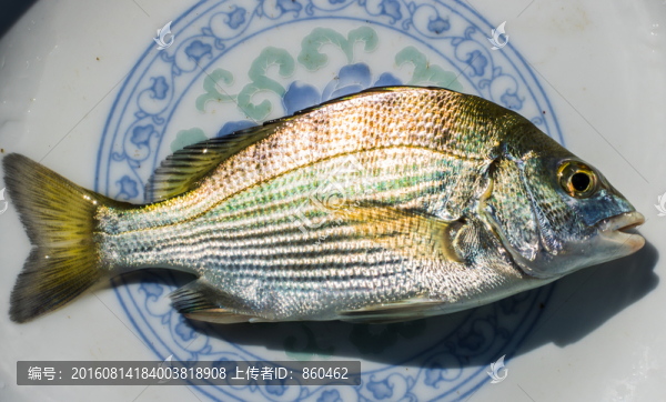 金鯛