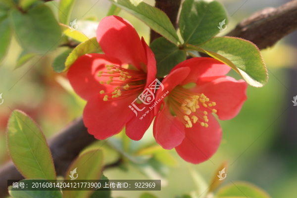 海棠花