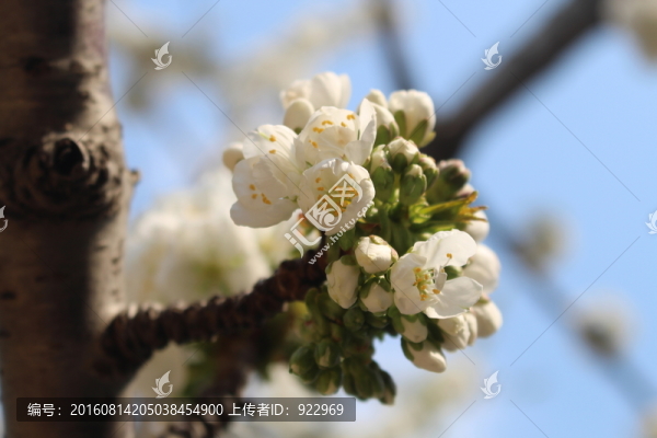 春天,梨花