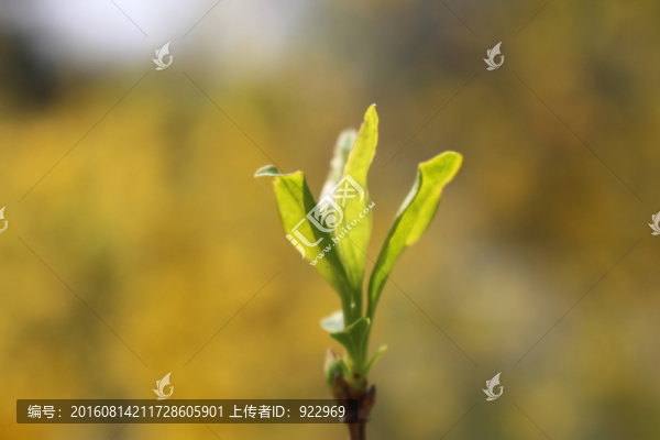 綠芽,嫩芽,春天
