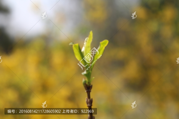 綠芽