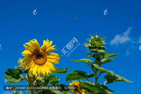 向日葵