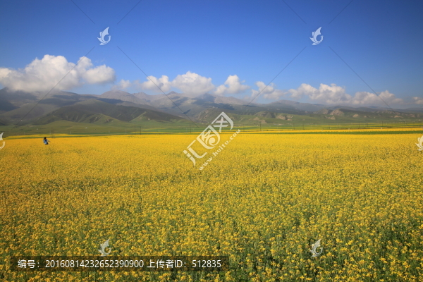 油菜花