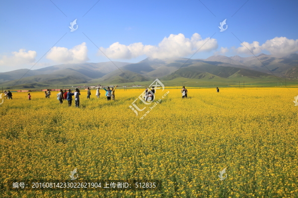 油菜花