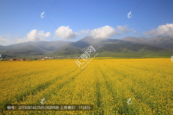 油菜花