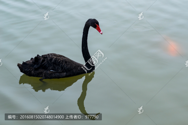 黑天鵝
