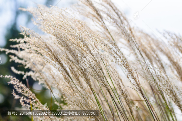 蘆葦叢