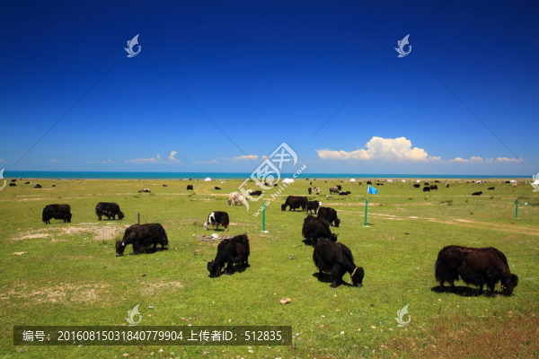 青海湖