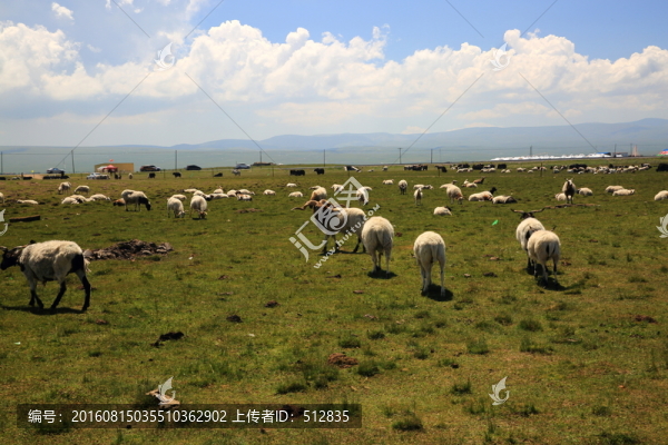 羊群-匯圖網(wǎng) www.fosd68.com 羊群
