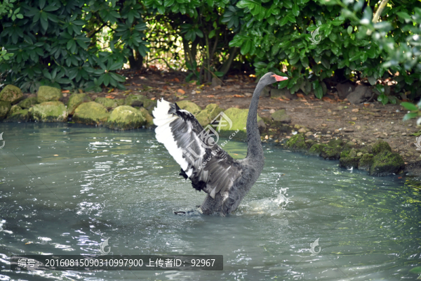 黑天鵝