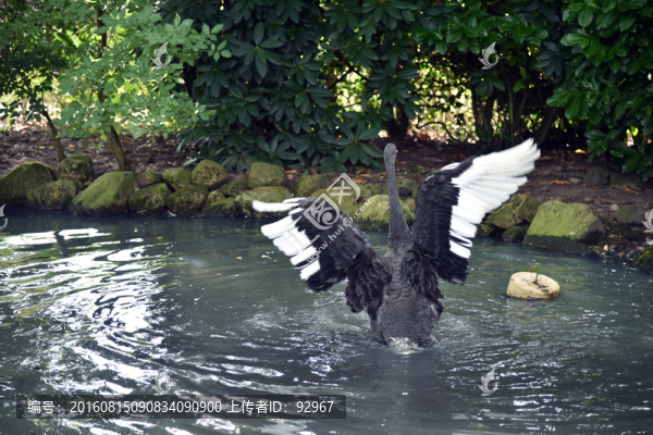 黑天鵝
