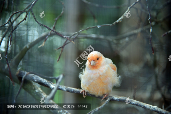 紅襟鳥