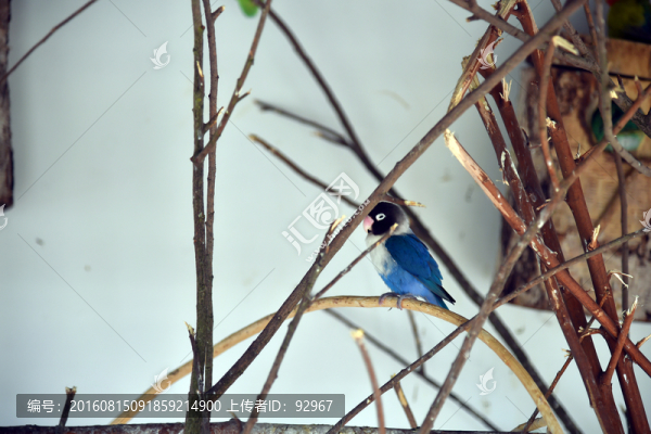 鳥類攝影