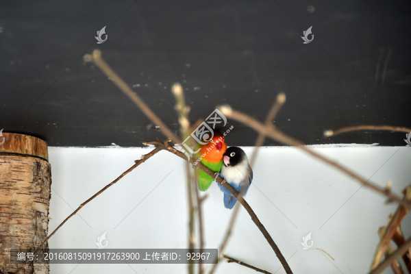 鸚鵡