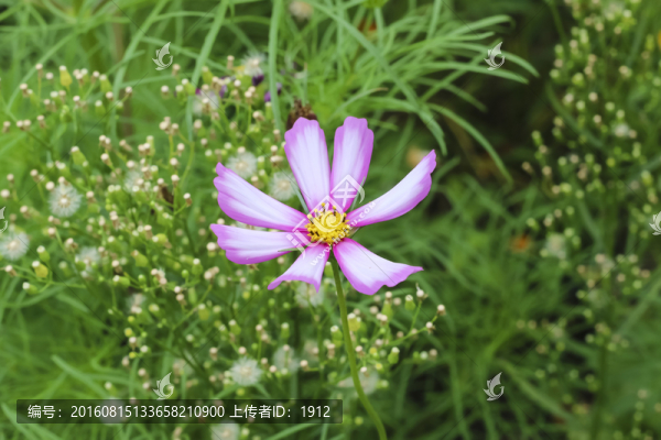 格桑花