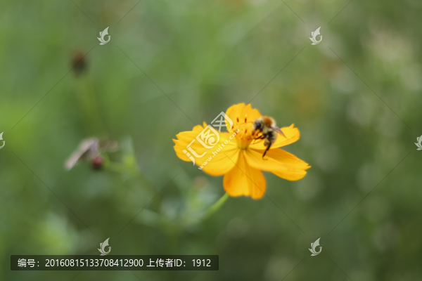金蓮花