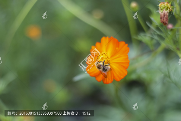 金蓮花