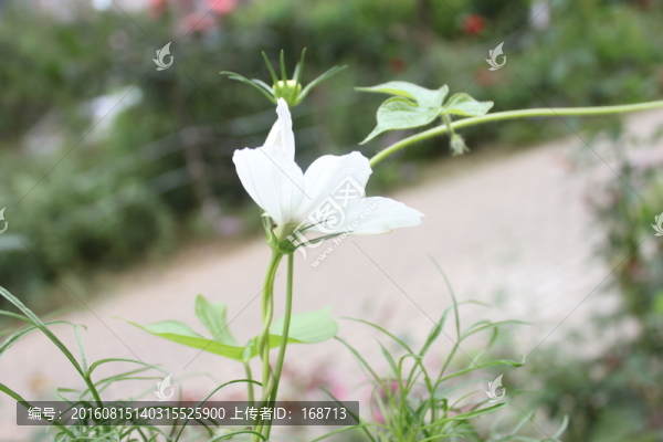 小百花
