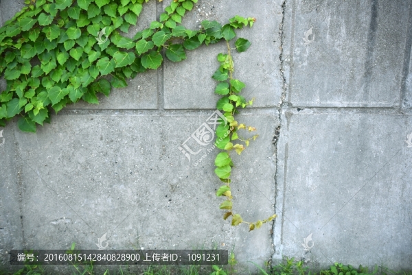 爬山虎