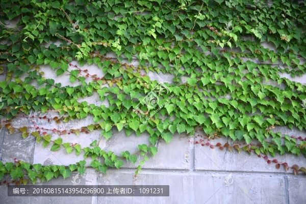 爬山虎