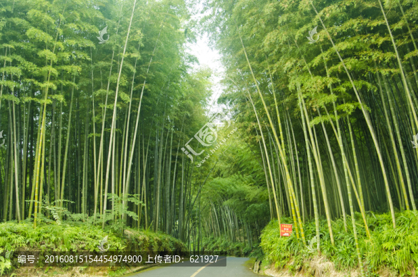 竹海