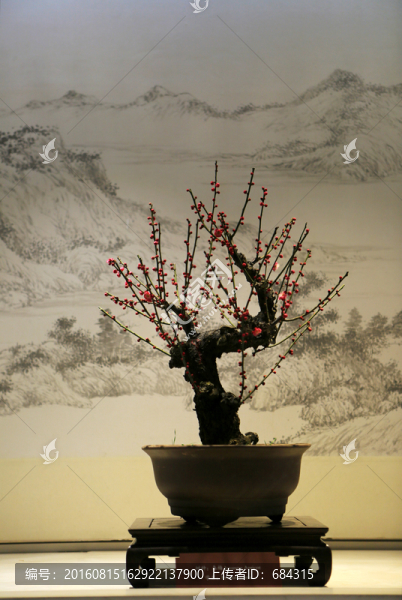 春梅盆景