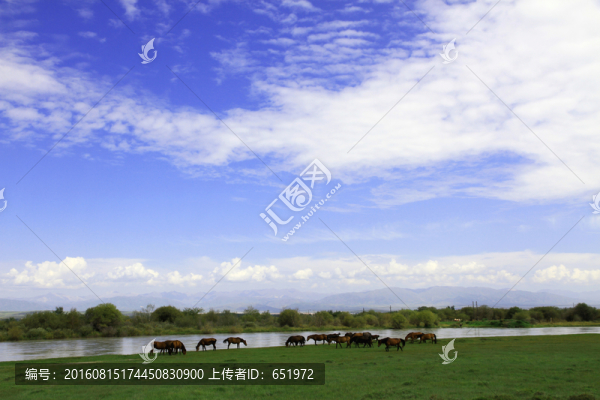 伊犁馬