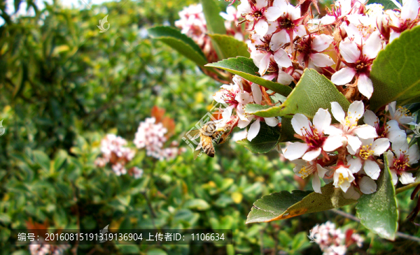 蜜蜂