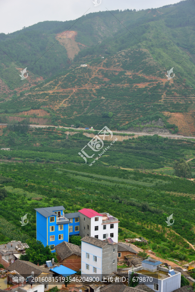柑橘種植