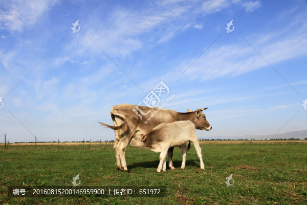 牛犢吃奶