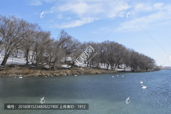 天鵝