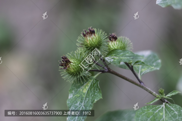 荊棘