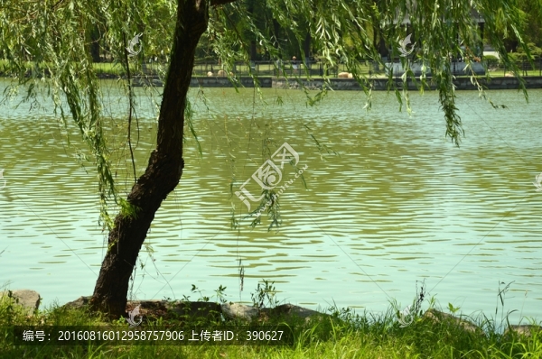 河邊垂柳