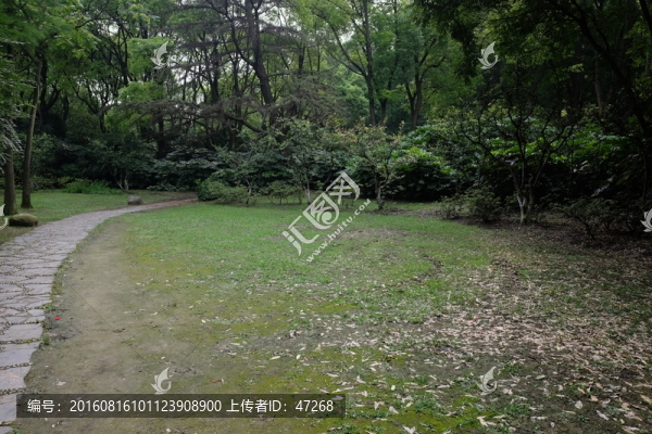 森林小路