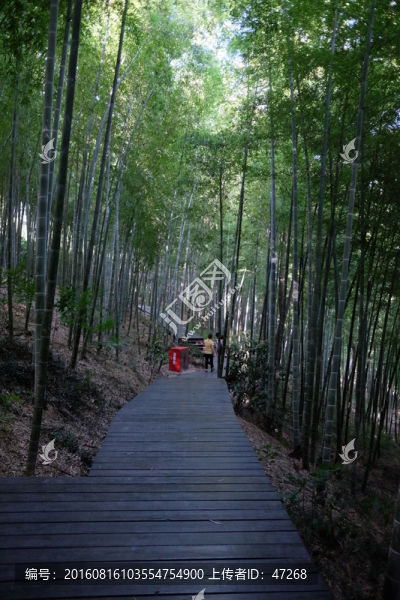 竹林,竹子