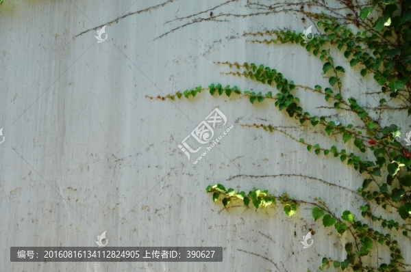 植物墻,爬山虎,白墻