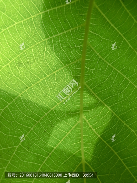 核桃樹葉葉脈