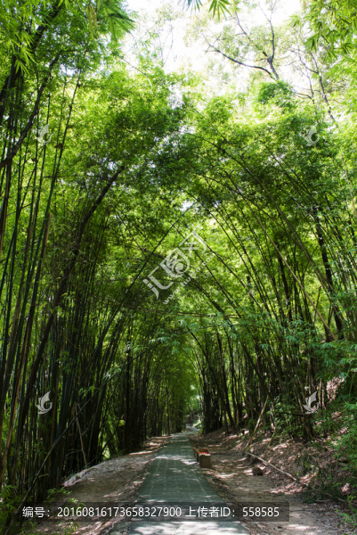 竹林小徑