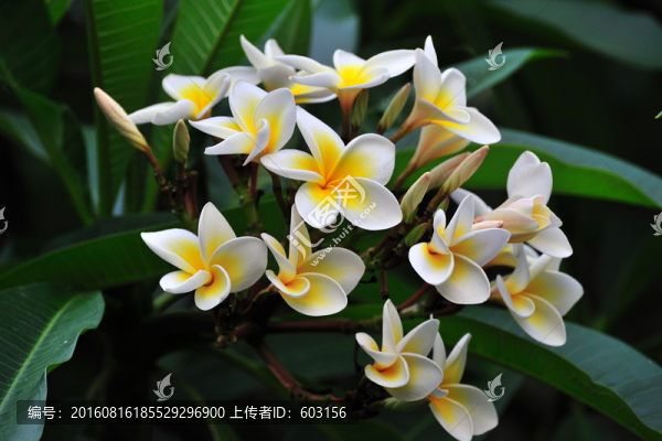 雞蛋花