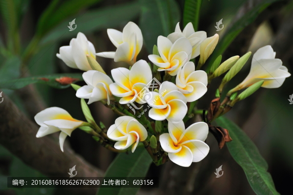 雞蛋花