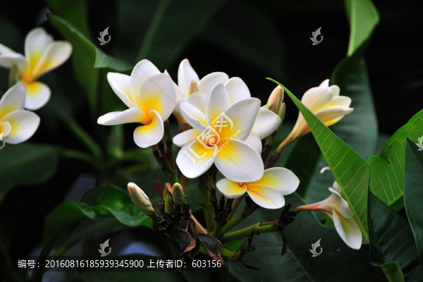 雞蛋花
