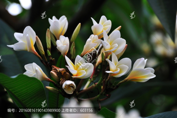 雞蛋花