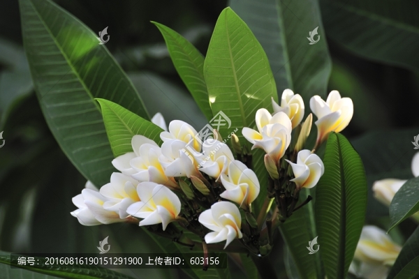 雞蛋花