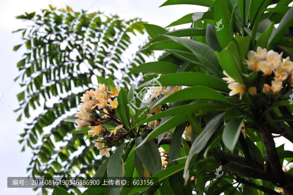 雞蛋花