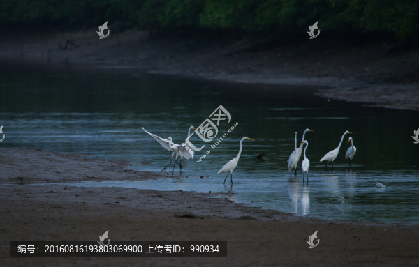 白鷺