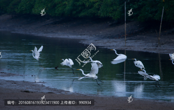 白鷺,飛翔