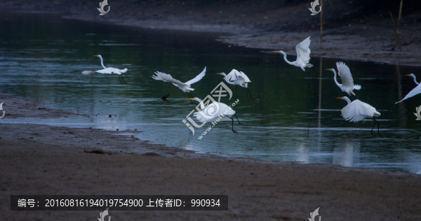白鷺,飛翔