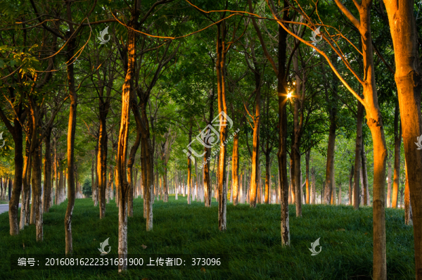 清晨的綠樹林