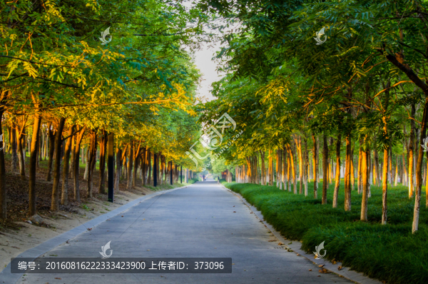 清晨的林蔭道